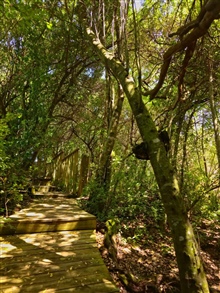 Private Forest Walkway